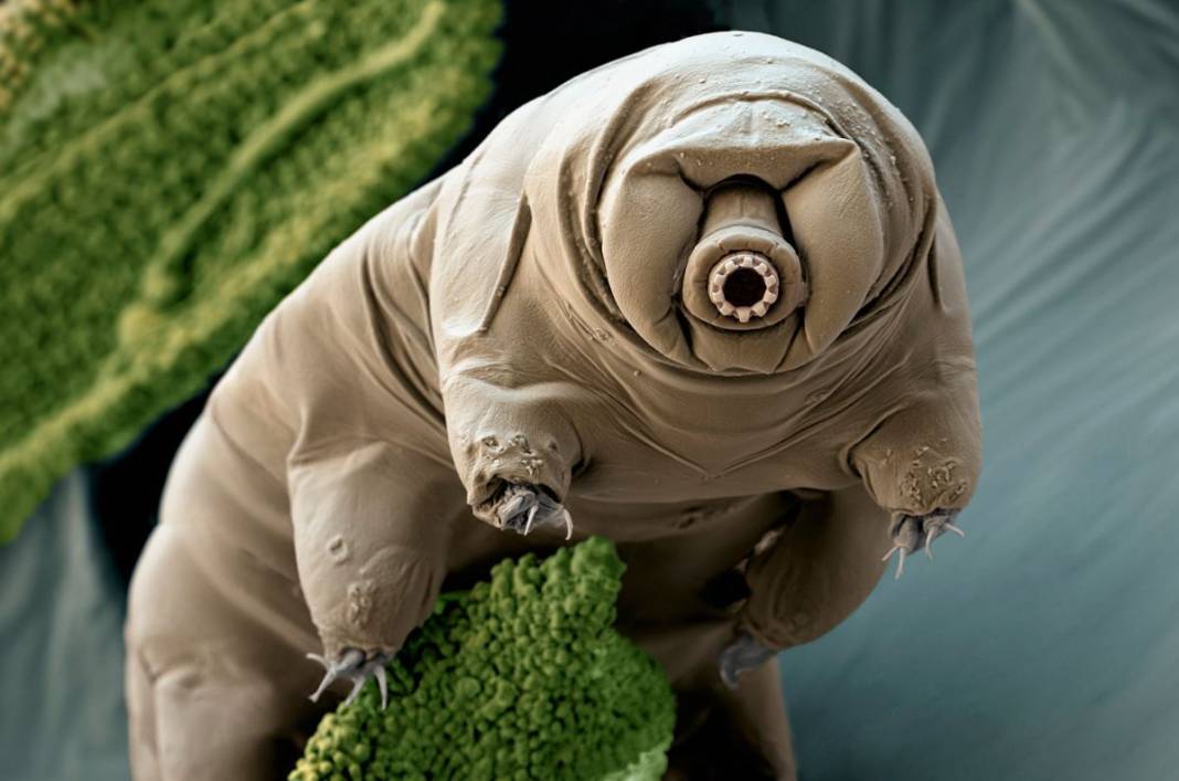 Tardigrad nedir? 19